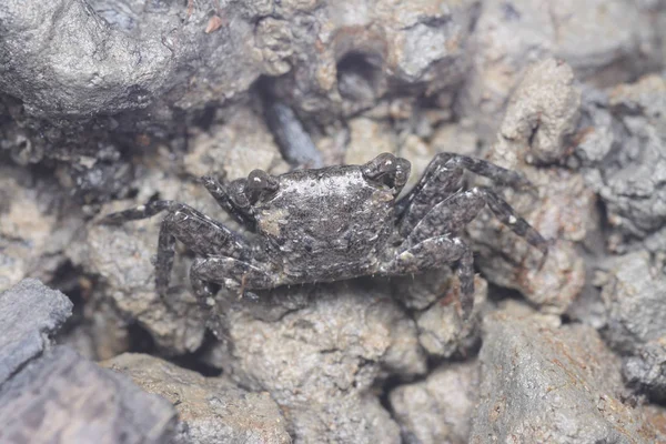 Close Shot Dari Kepiting Bakau Berlumpur — Stok Foto