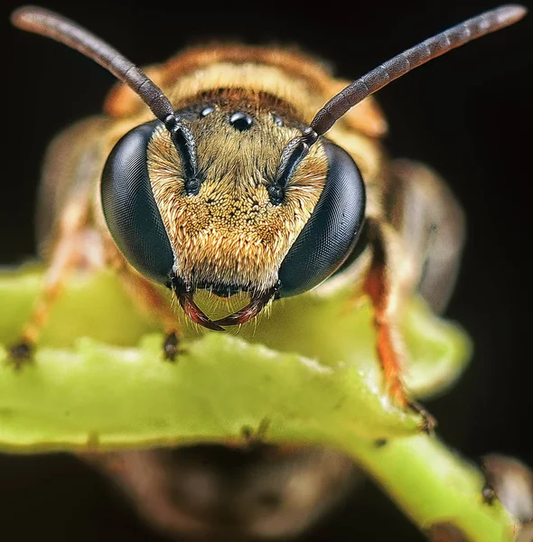 Close Tiro Suor Abelha — Fotografia de Stock