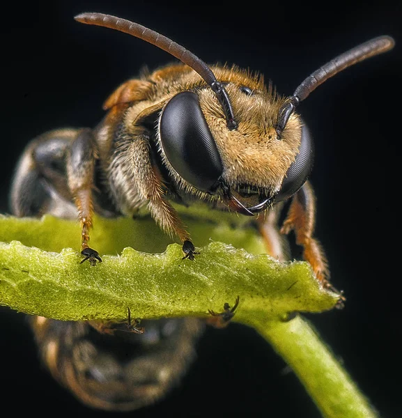 Крупним Планом Знімок Піт Бджоли — стокове фото