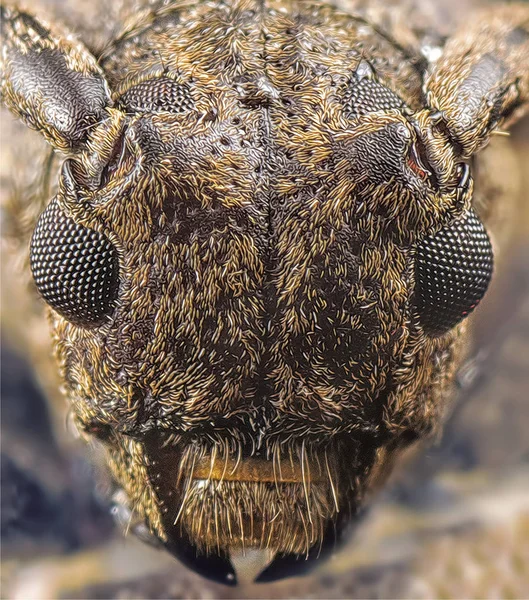 Extrema Toma Cabeza Escarabajo Cuerno Largo —  Fotos de Stock