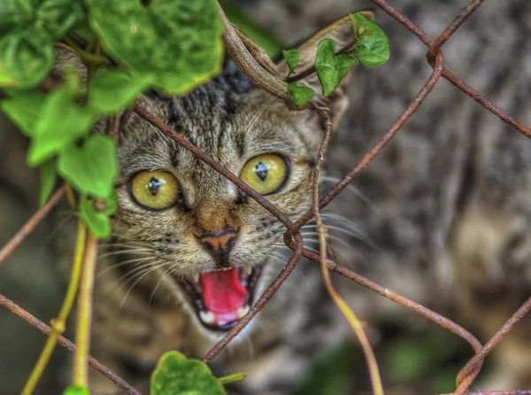 Porträtaufnahme Von Katze Aktion — Stockfoto