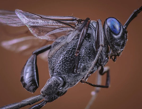 Primer Plano Extremo Pequeña Avispa Alférez — Foto de Stock