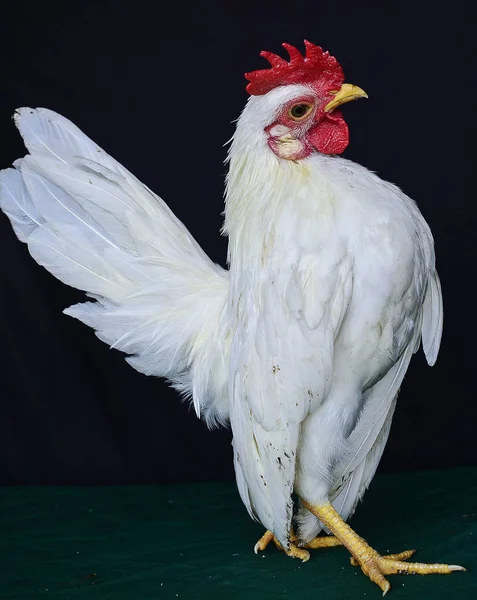 Portrait Shot White Rooster — Stock Photo, Image