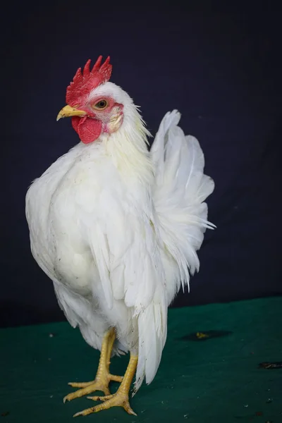Portrait Shot White Rooster — Stock Photo, Image
