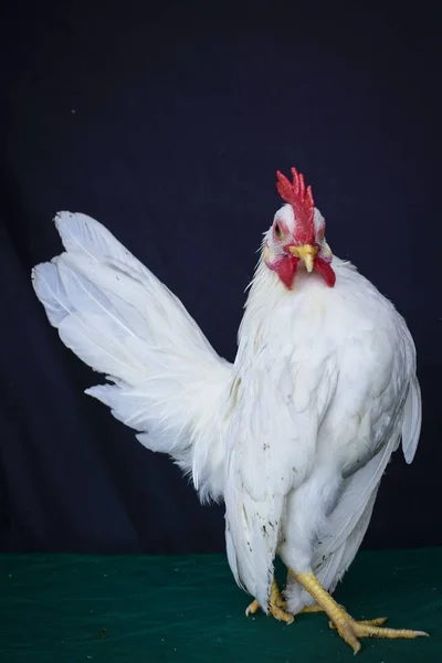 Portrait Shot White Rooster — Stock Photo, Image