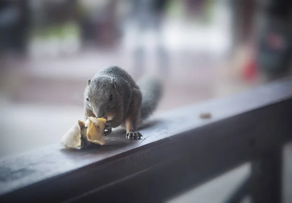 squirrel alone is busy eating banana