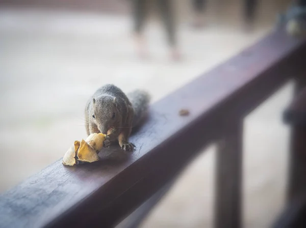 squirrel alone is busy eating banana