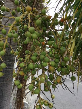 ağaçta areca catechu meyve bir demet