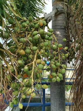 ağaçta areca catechu meyve bir demet