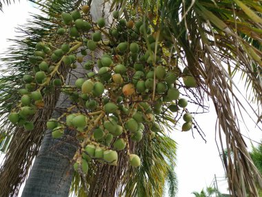 ağaçta areca catechu meyve bir demet