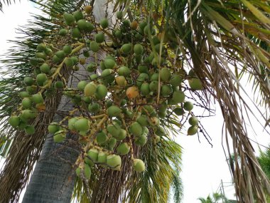 a bunch of areca catechu fruit on the tree clipart