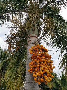 ağaçta areca catechu meyve bir demet