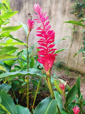 yenmez kırmızı alpinia purpurata zencefil çiçeği