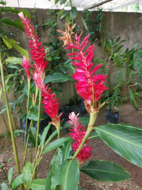 yenmez kırmızı alpinia purpurata zencefil çiçeği