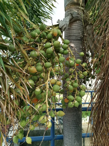 나무에 아레카 카테추 과일의 — 스톡 사진