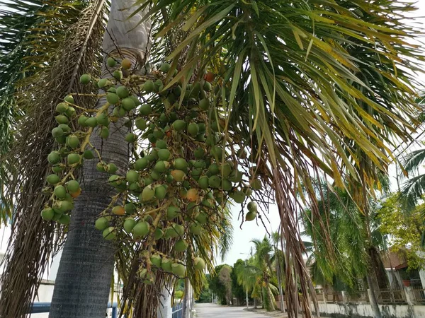 Пучок Плодов Areca Catechu Дереве — стоковое фото