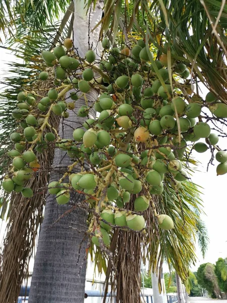 Ein Bund Areca Catechu Früchte Auf Dem Baum — Stockfoto