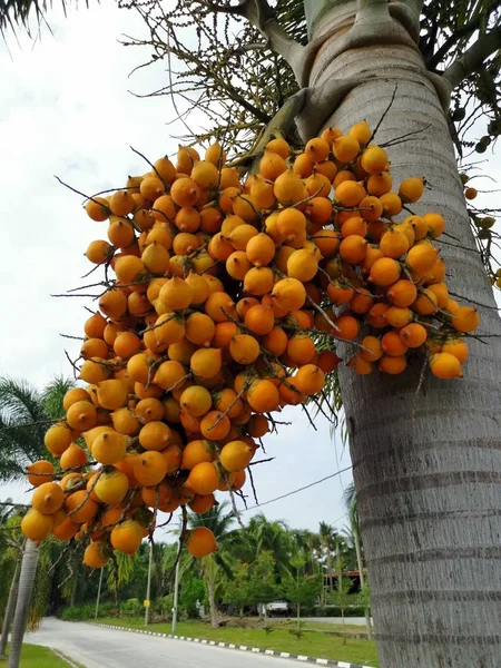 Mazzo Frutti Areca Catechu Sull Albero — Foto Stock