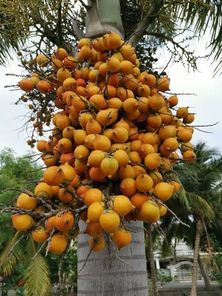 木の上のアレカ カテチュ フルーツの束 — ストック写真