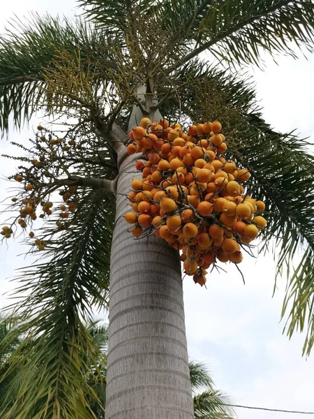 Ein Bund Areca Catechu Früchte Auf Dem Baum — Stockfoto