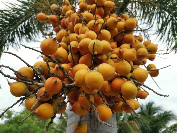 Bouquet Fruits Areca Catechu Sur Arbre — Photo