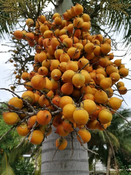 Een Heleboel Areca Catechu Fruit Boom — Stockfoto