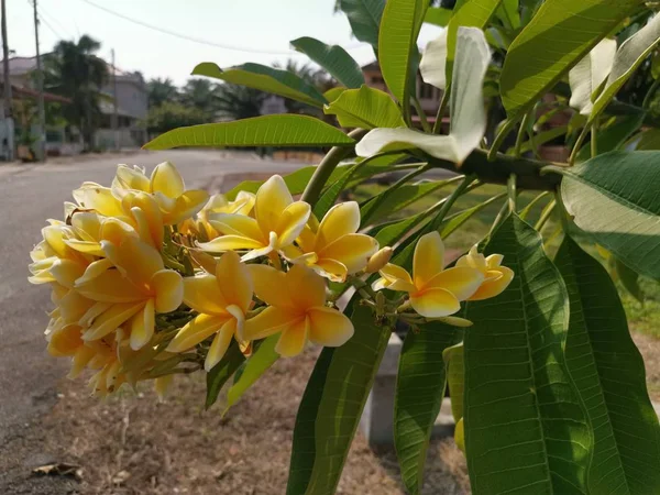 Frangipani Sarı Çiçek Bitkibir Dalı — Stok fotoğraf