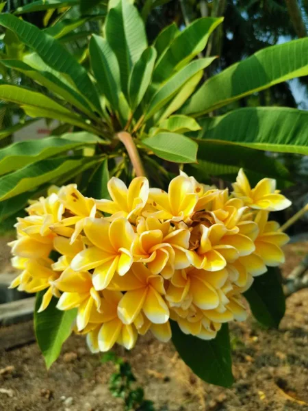 Gren Frangipani Yellow Flower Plant — Stockfoto