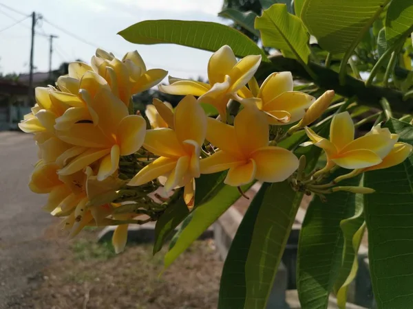 Une Branche Frangipani Plante Fleurs Jaunes — Photo