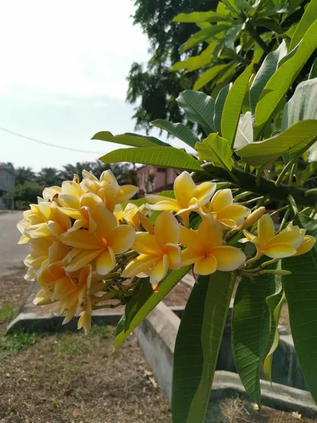 Ein Zweig Der Gelben Blütenpflanze Frangipani — Stockfoto