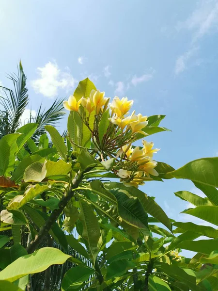 Frangipani Sarı Çiçek Bitkibir Dalı — Stok fotoğraf