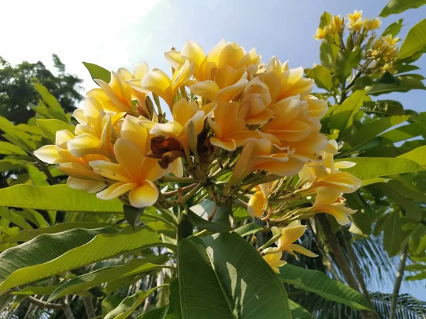 Gren Frangipani Yellow Flower Plant — Stockfoto