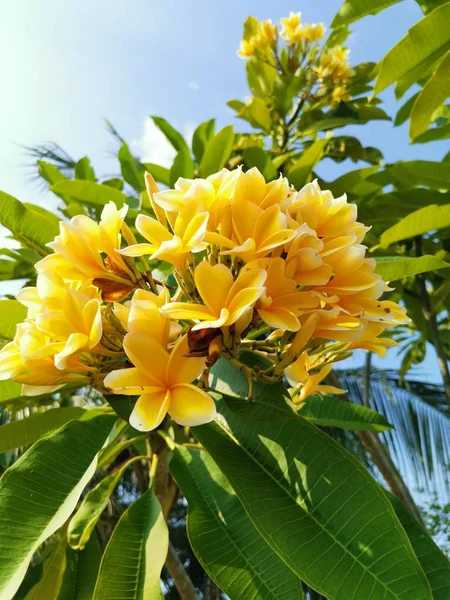 Ein Zweig Der Gelben Blütenpflanze Frangipani — Stockfoto