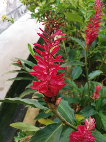 Oätliga Röda Alpinia Purpurata Ingefära Blomma — Stockfoto