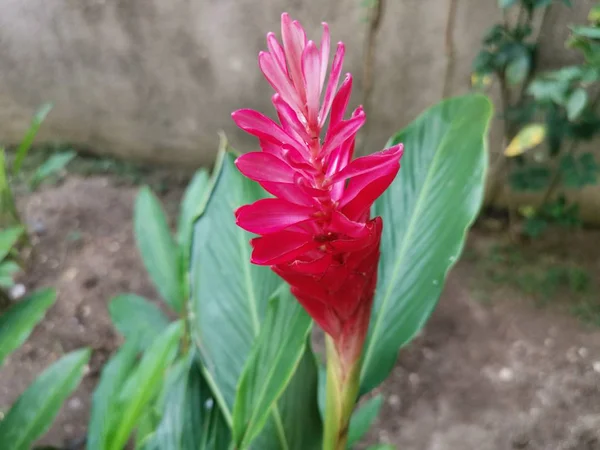 Flor Gengibre Alpinia Purpurata Vermelha Não Comestível — Fotografia de Stock