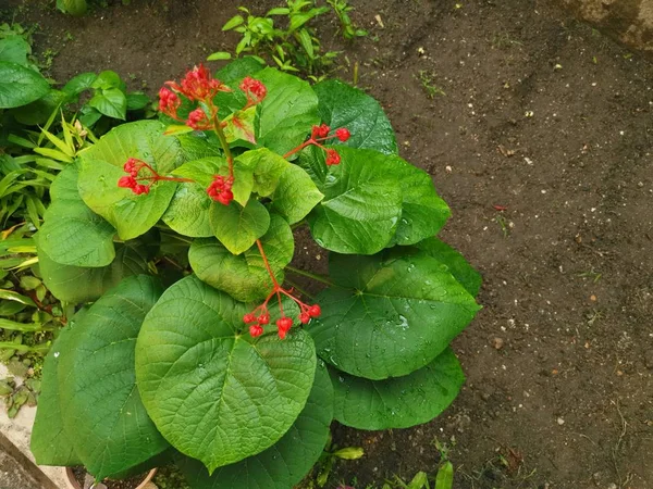 Topview Clerodendrum Japonica Plant — Stock Photo, Image
