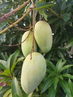 yeşil olgunlaşmamış mango ağaç asılı