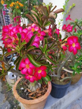 güzel kırmızı adenium obesum bitkiler