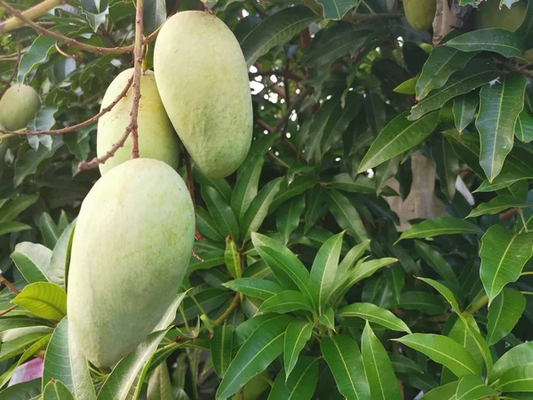 Mango Verde Non Maturo Appeso All Albero — Foto Stock