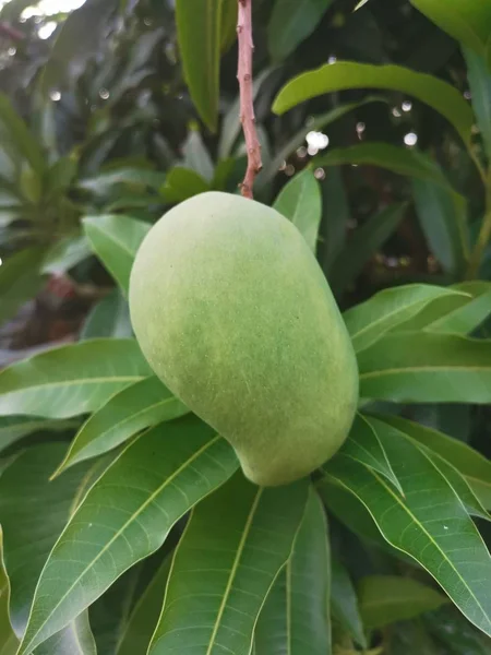 Grüne Unreife Mango Hängt Baum — Stockfoto