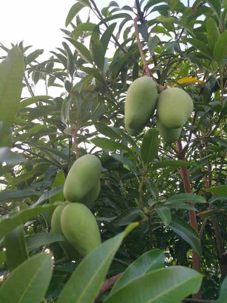 Mango Verde Sin Rasgar Colgado Árbol —  Fotos de Stock