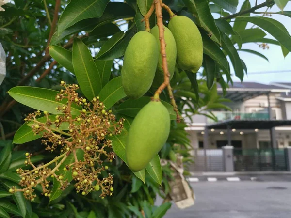 Mango Verde Non Maturo Appeso All Albero — Foto Stock