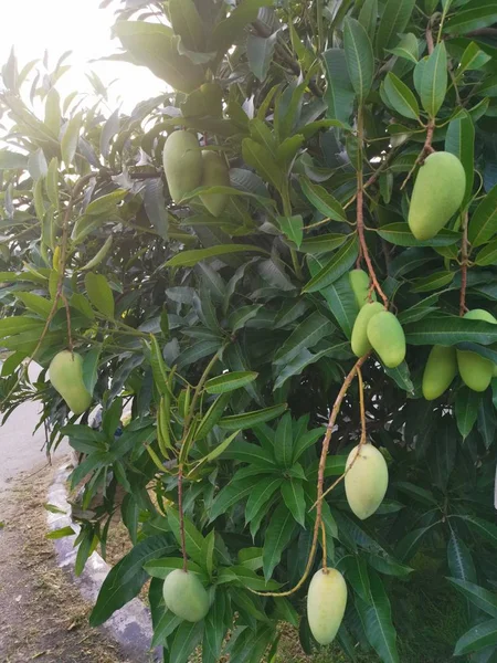 Grön Omogen Mango Hängande Träd — Stockfoto