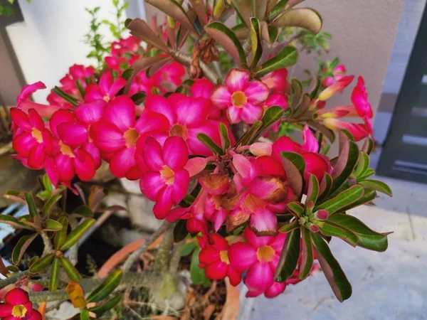 Krásné Červené Adenium Obesumové Rostliny — Stock fotografie