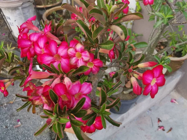 美丽的红色腺素奥贝苏姆植物 — 图库照片