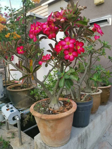 Beautiful Red Adenium Obesum Plants — Stock Photo, Image