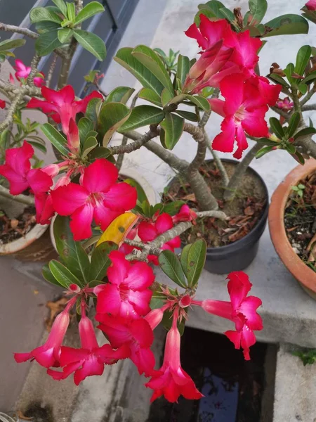 Belles Plantes Rouges Adénium Obesum — Photo