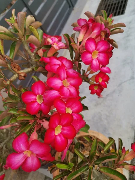 Belas Plantas Vermelhas Adenium Obesum — Fotografia de Stock