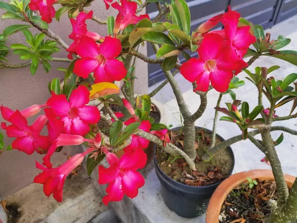 美丽的红色腺素奥贝苏姆植物 — 图库照片