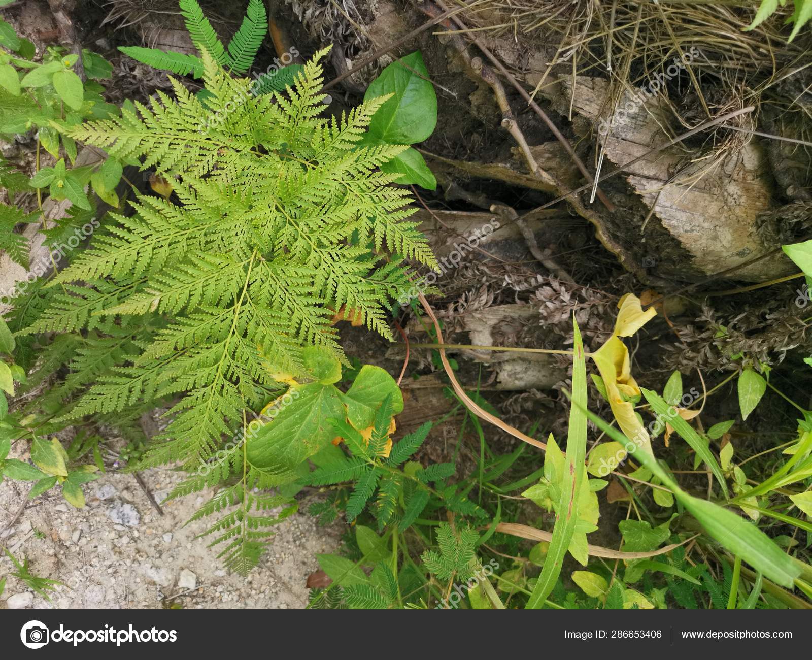 Squirrel's Foot Fern Grows Thick Bark Palm Tree Trunk Stock Photo by